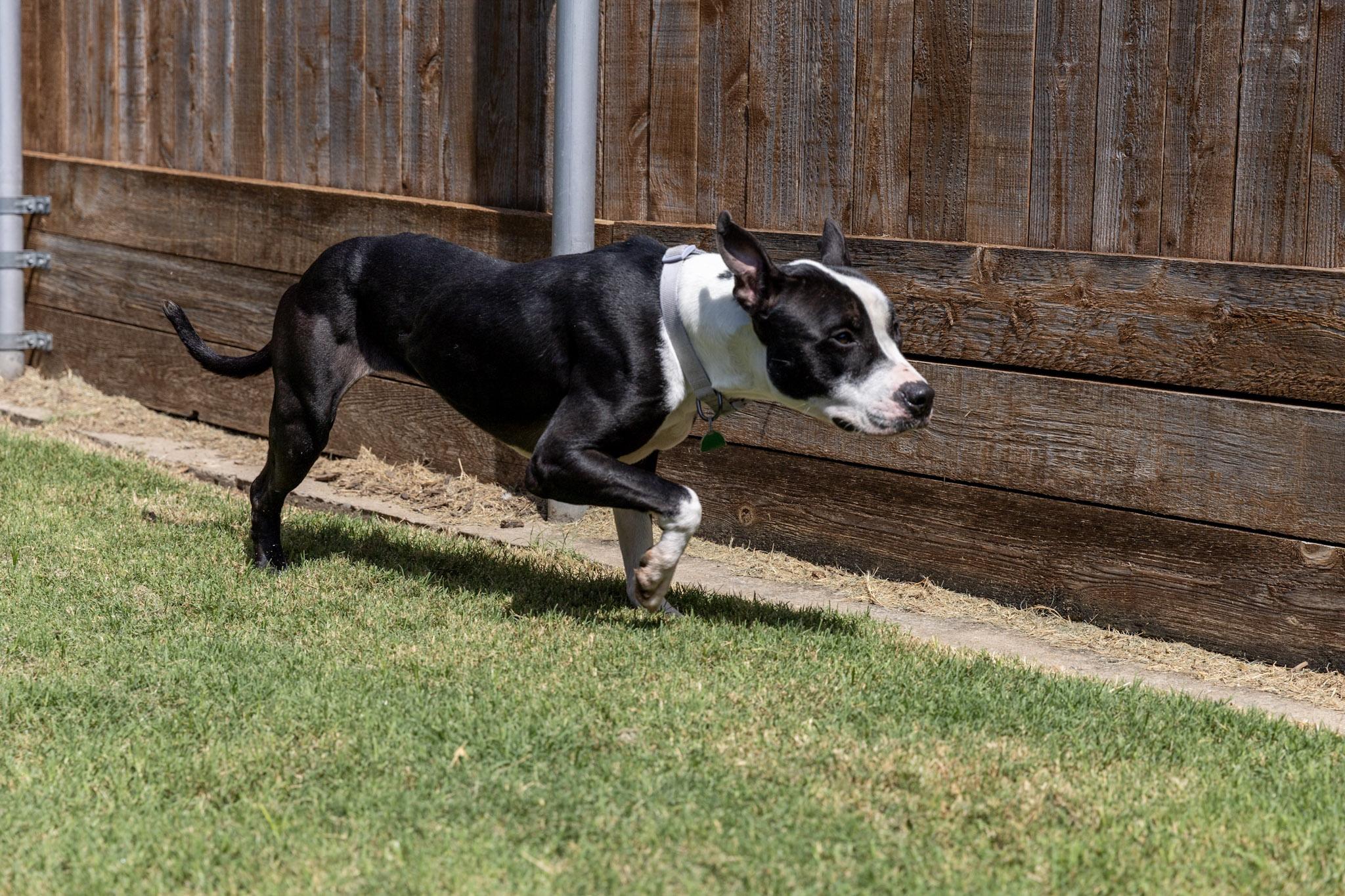 Dahlia* A205060