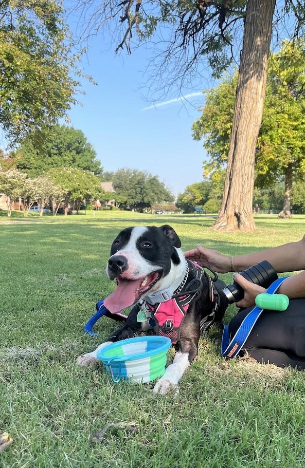 Enlarge Dahlia* A205060, a Adoptable mixed breed in Plano, TX image 5/6