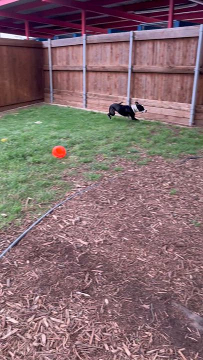 Enlarge Dahlia* A205060, a Adoptable mixed breed in Plano, TX video 6/6