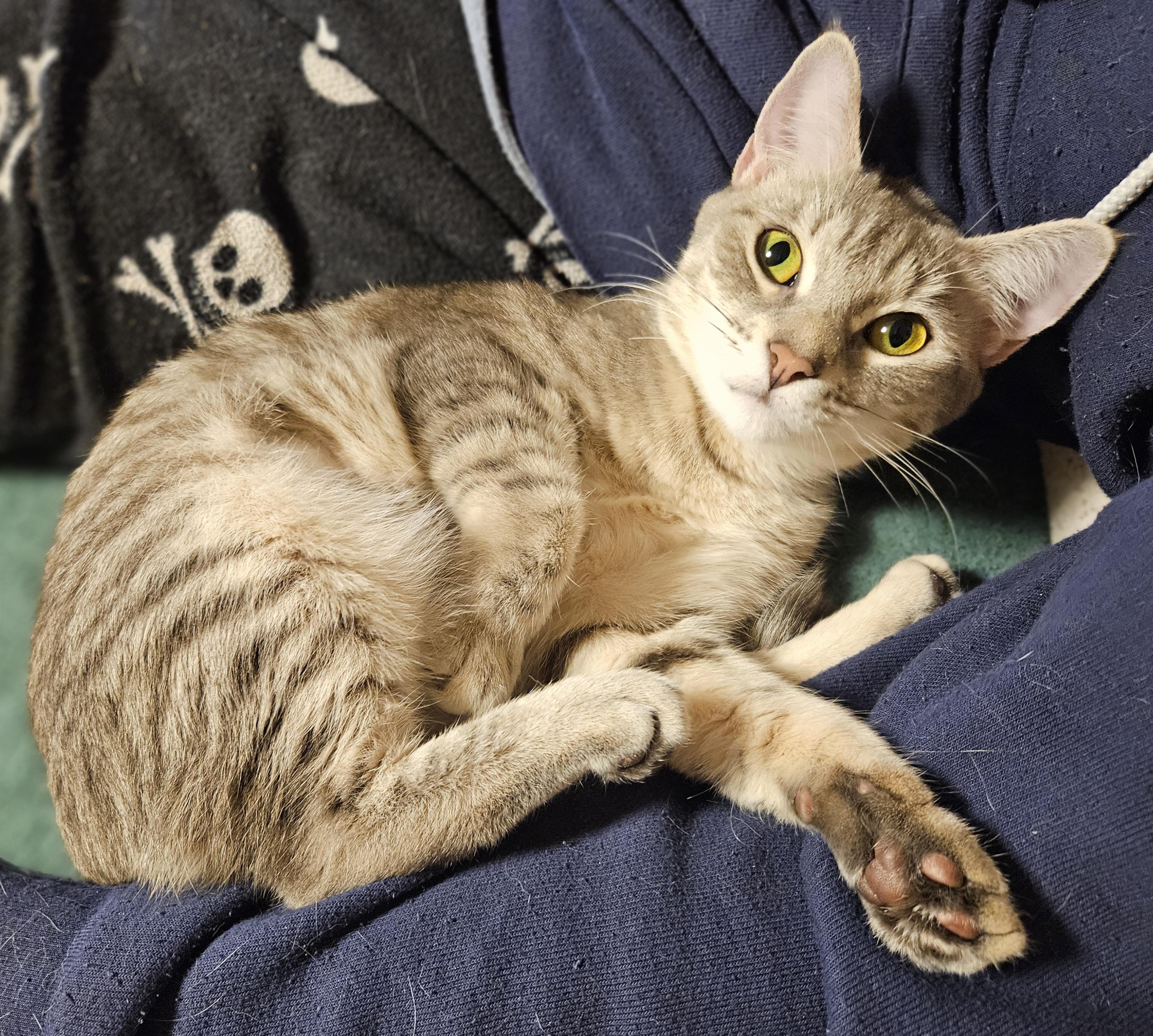 Topaz-FRIENDLY!, adopted, Young Female Tabby & Tiger.