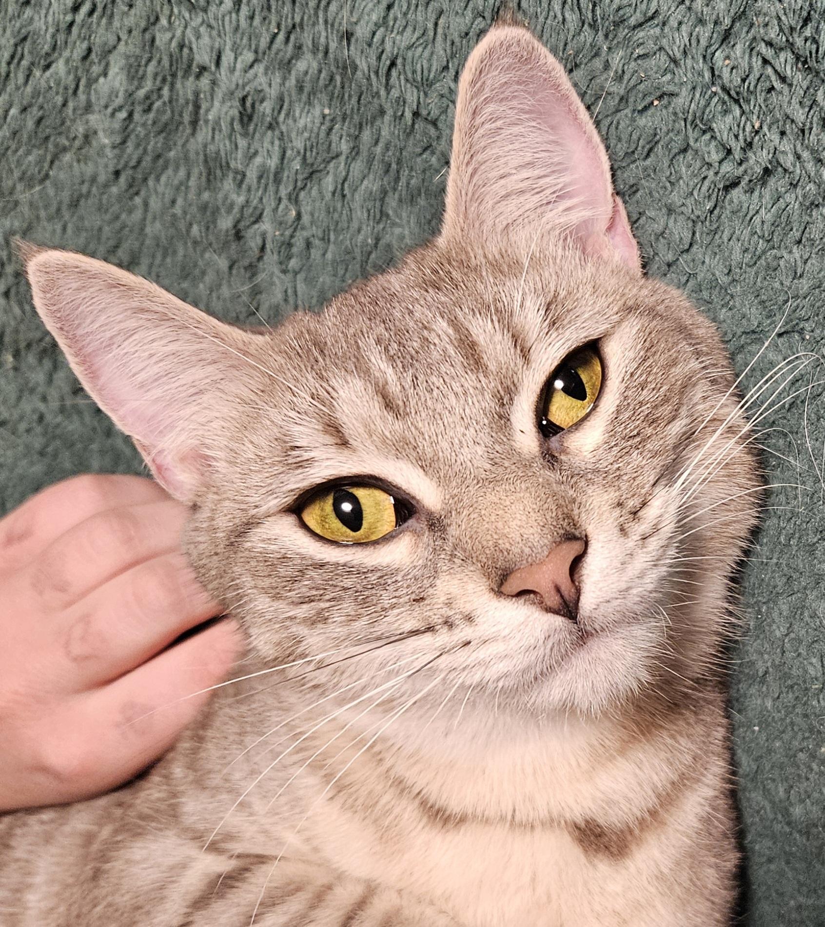 Topaz-FRIENDLY!, an adopted mixed breed in Berlin, CT image 2/3