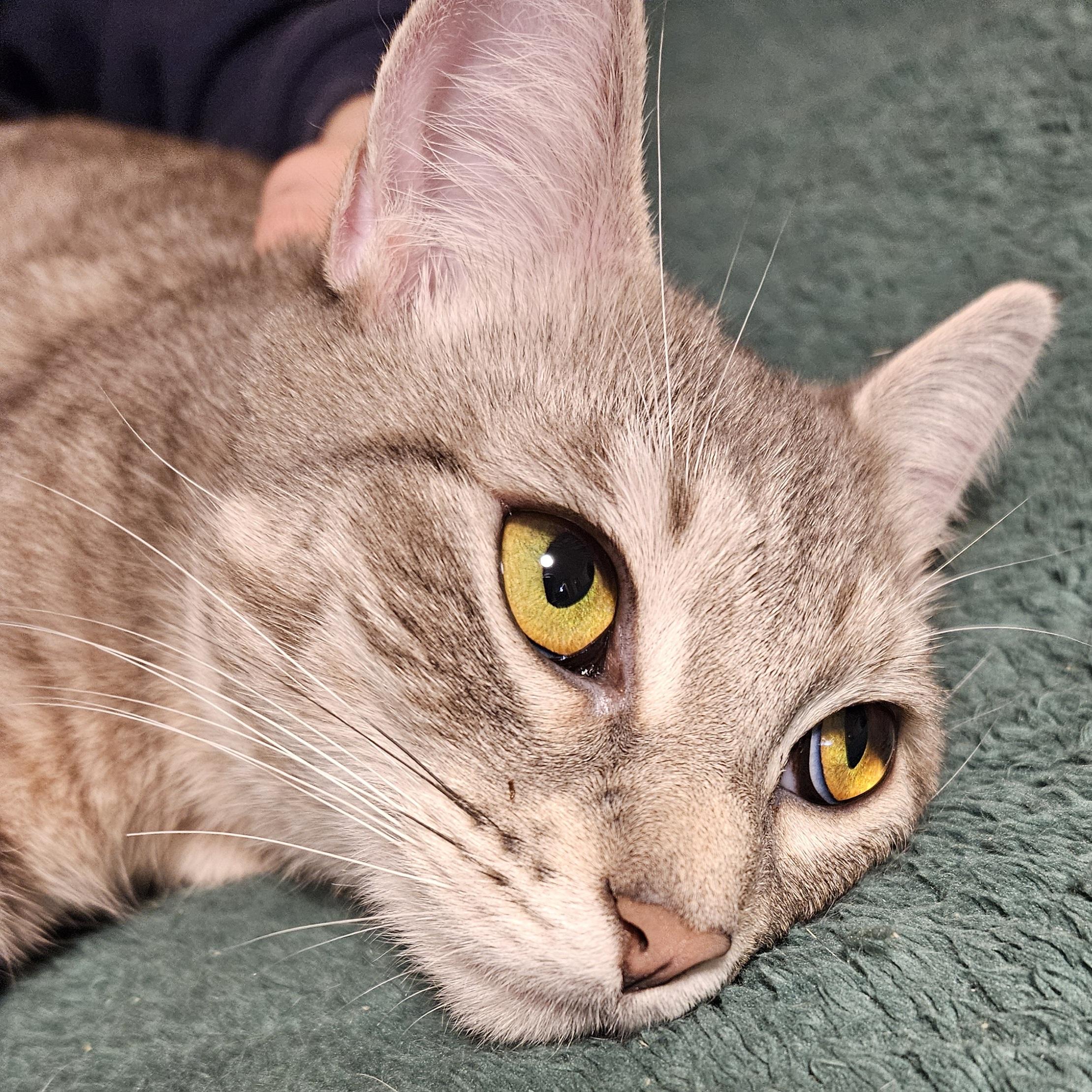 Topaz-FRIENDLY!, an adopted mixed breed in Berlin, CT image 3/3