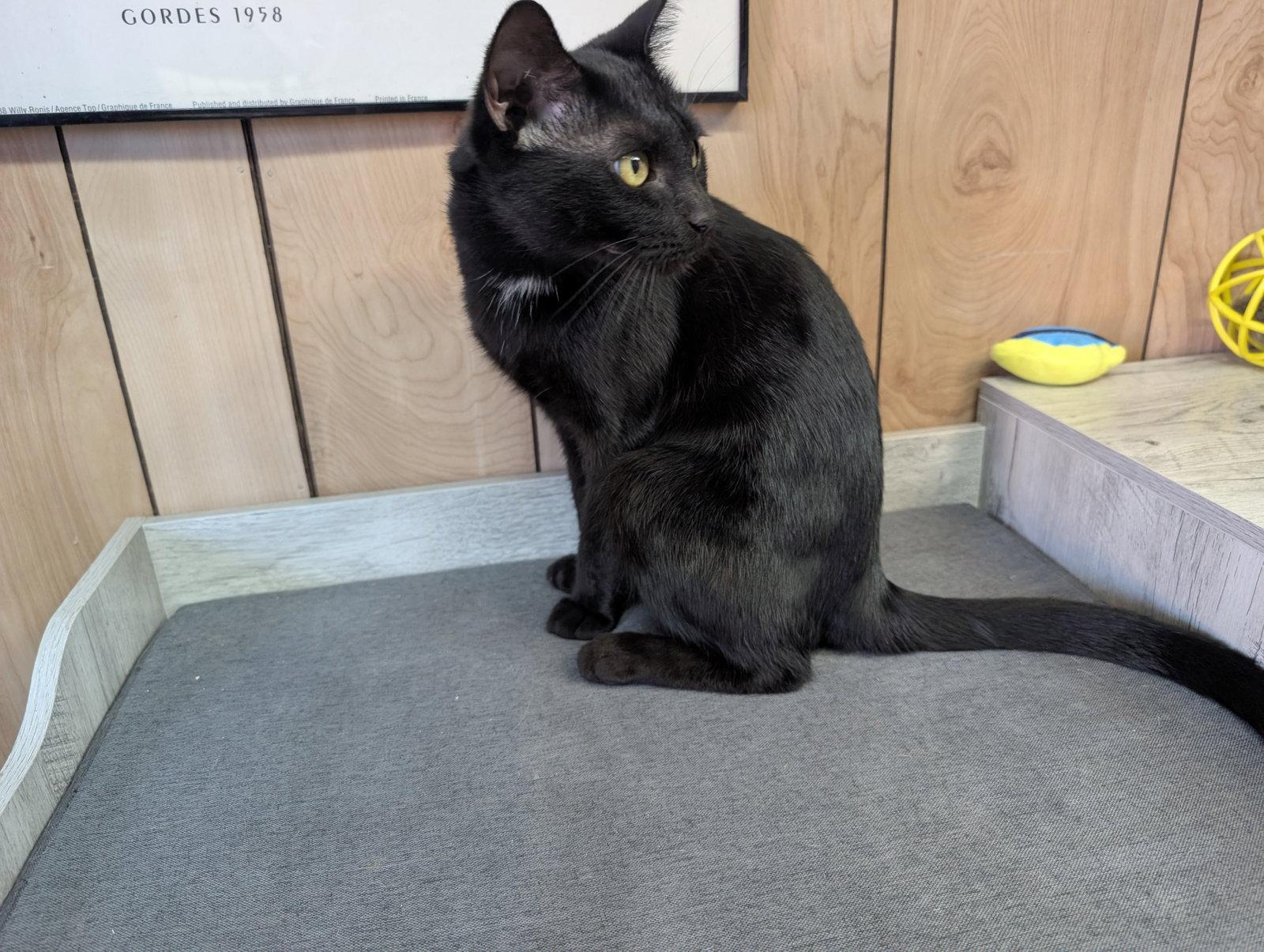 Kayden 9.10.25, Adoptable, Adult Male Domestic Short Hair.