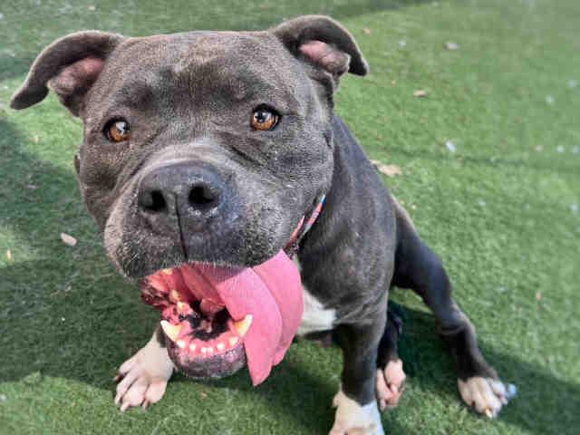 LITTLE ONE, Adoptable, Adult Female Pit Bull Terrier.