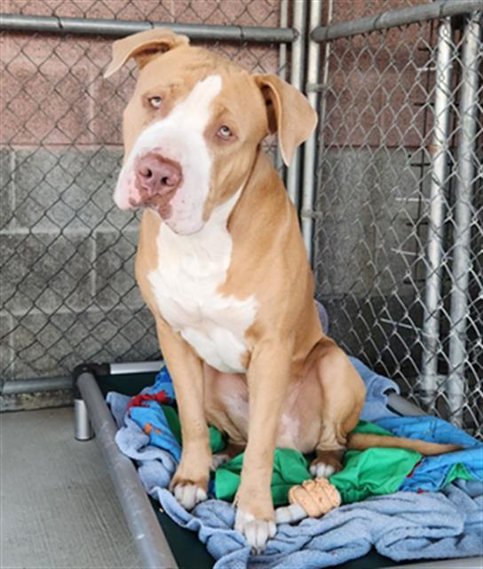 Enlarge BOJANGLES, a Adoptable mixed breed in Redlands, CA image 1/1