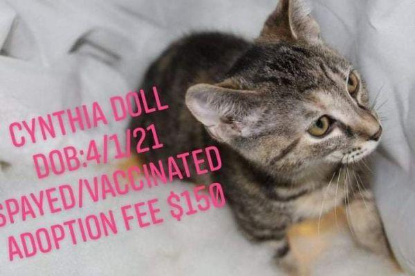 Cynthia Doll, Adoptable, Kitten Female Domestic Short Hair & Domestic Short Hair.