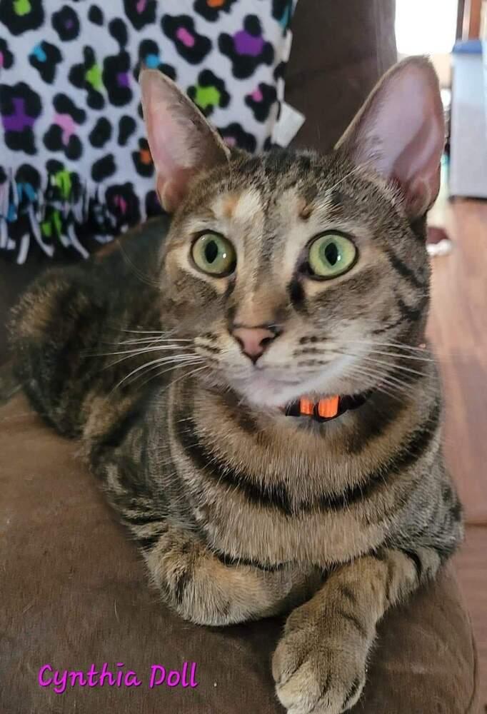 Cynthia Doll thumbnail 3