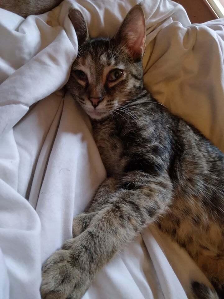 Cynthia Doll thumbnail 4