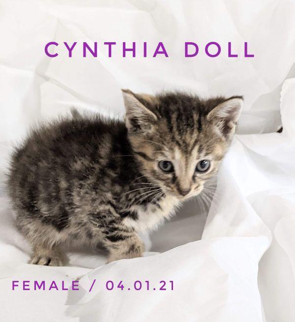Cynthia Doll thumbnail 5