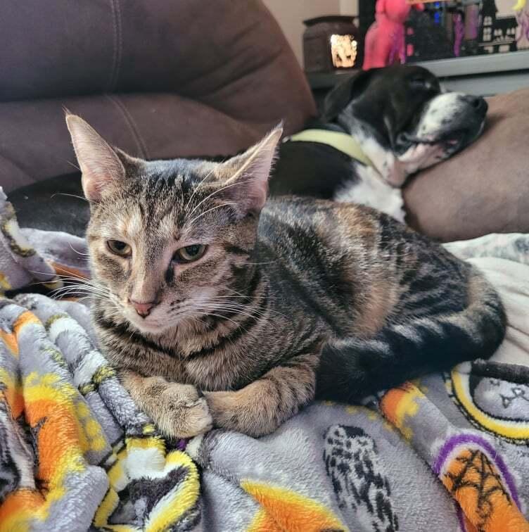 Cynthia Doll thumbnail 6