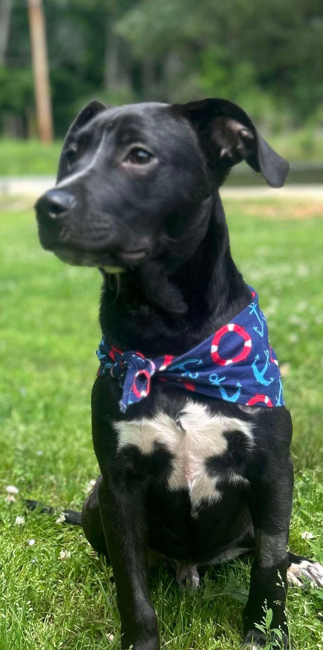 Marty, Baby Male Labrador Retriever