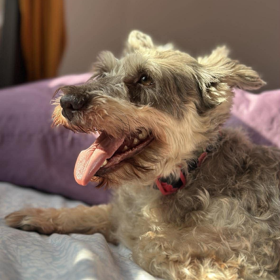 Enlarge Valerie, a ADOPTABLE Miniature Schnauzer in Homer Glen, IL image 4/6