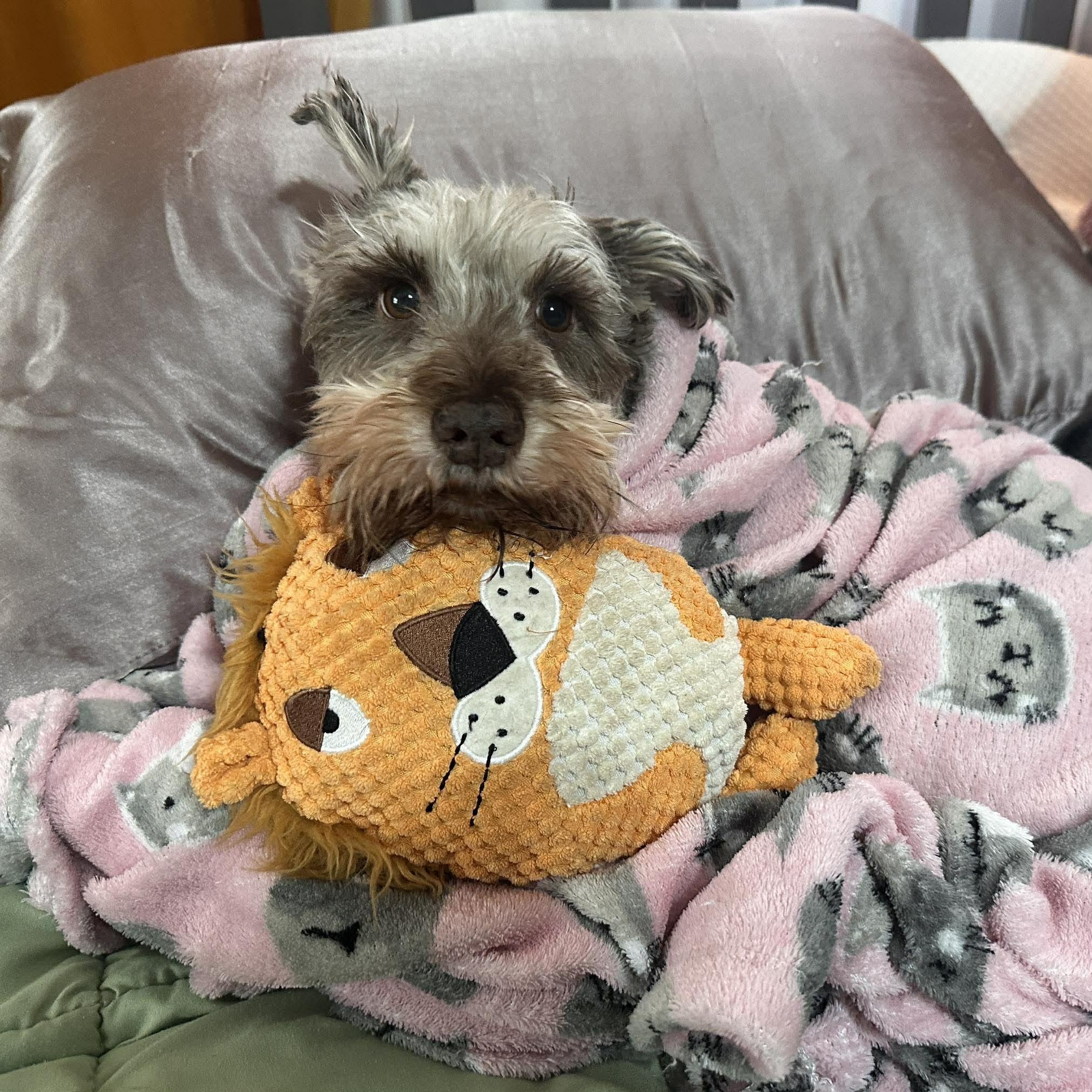 Valerie, ADOPTABLE, Adult Female Miniature Schnauzer.