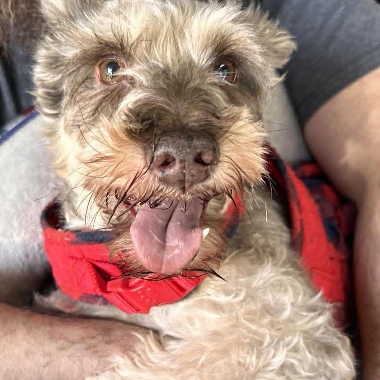 Enlarge Valerie, a ADOPTABLE Miniature Schnauzer in Homer Glen, IL image 3/6