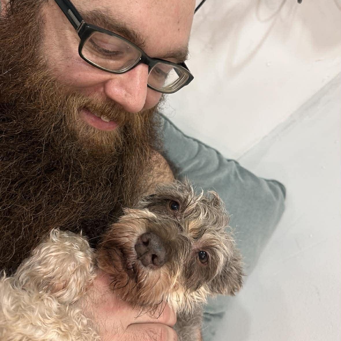 Enlarge Valerie, a ADOPTABLE Miniature Schnauzer in Homer Glen, IL image 5/6