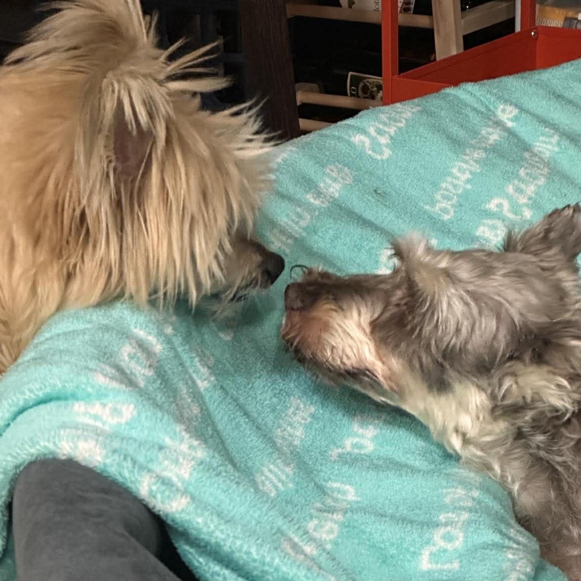 Enlarge Valerie, a ADOPTABLE Miniature Schnauzer in Homer Glen, IL image 6/6