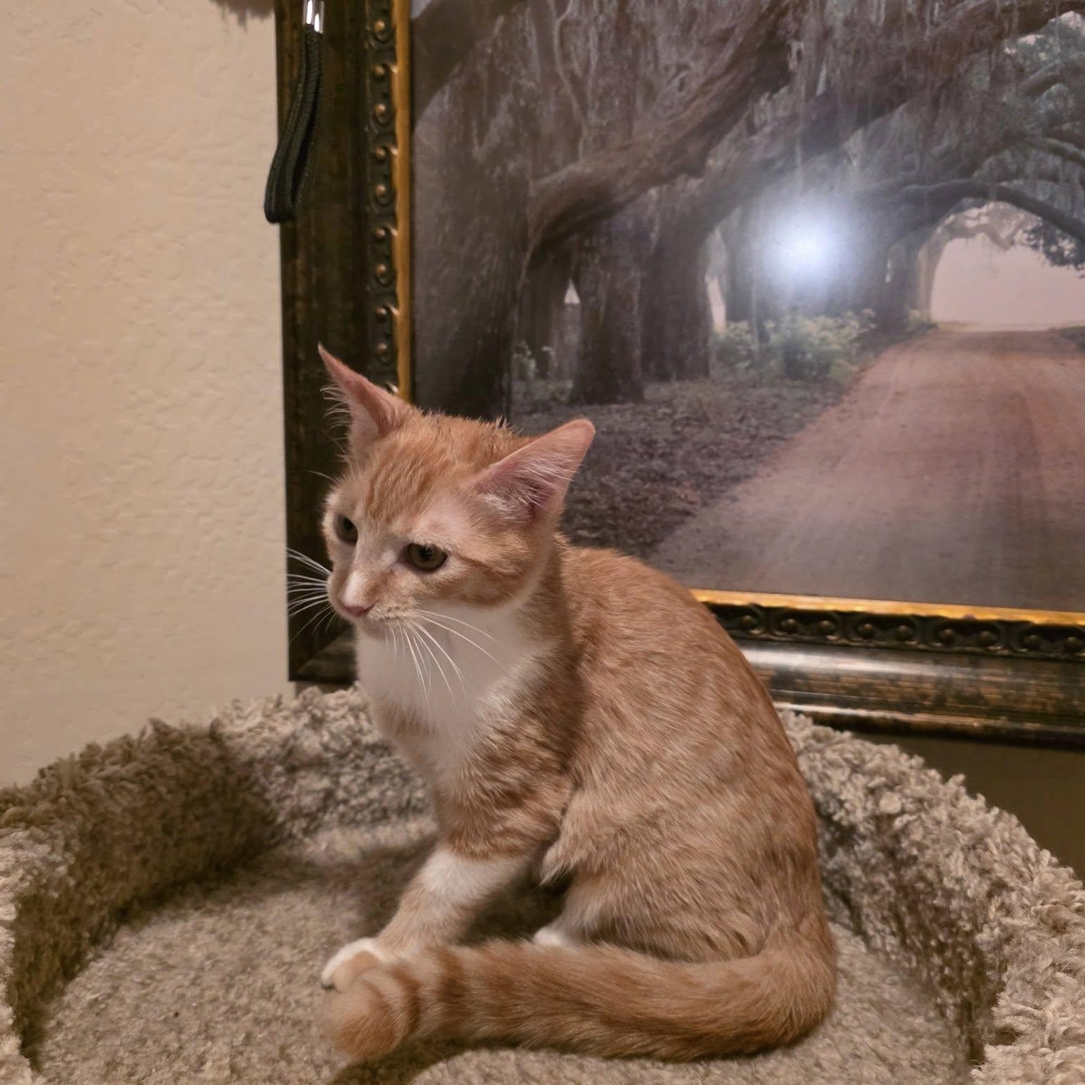 Enlarge Sienna, a ADOPTABLE Domestic Short Hair in Queen Creek, AZ image 1/3