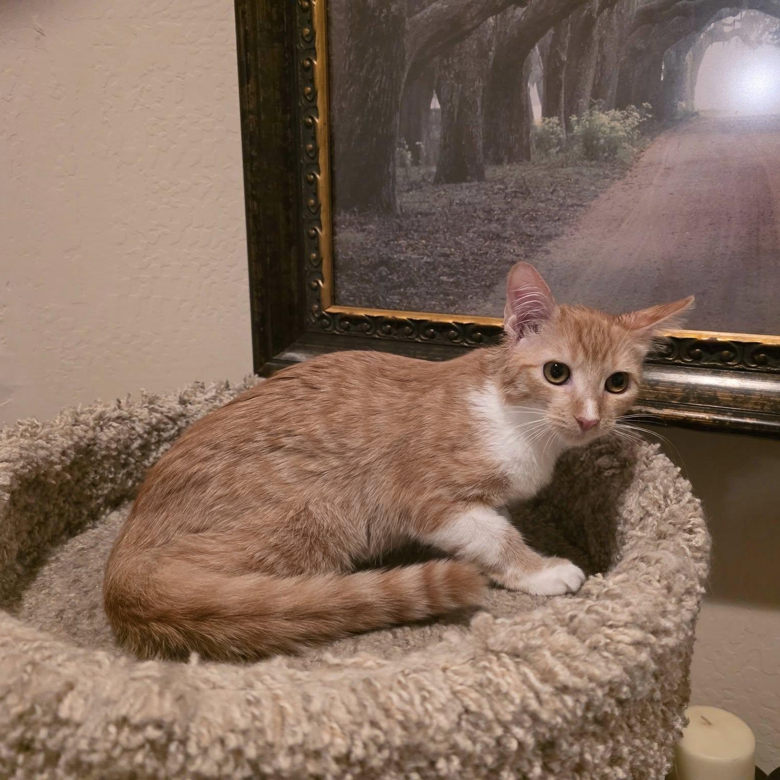 Enlarge Sienna, a ADOPTABLE Domestic Short Hair in Queen Creek, AZ image 2/3