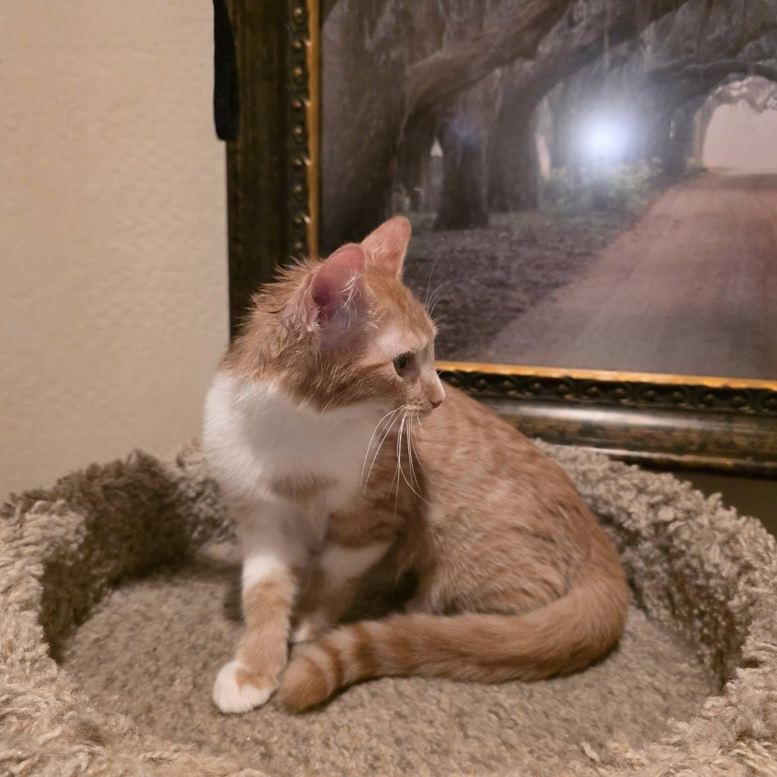 Enlarge Sienna, a ADOPTABLE Domestic Short Hair in Queen Creek, AZ image 3/3