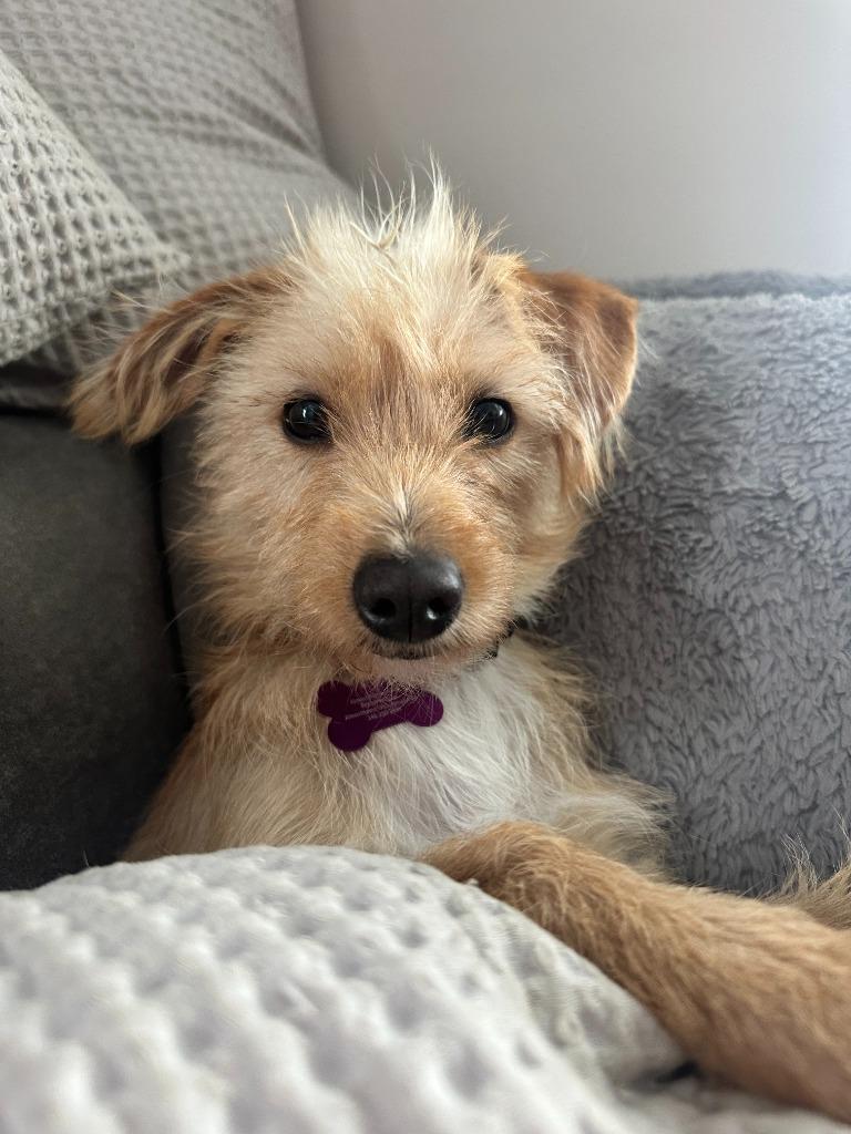 Tulip, Adoptable, Adult Female Terrier.