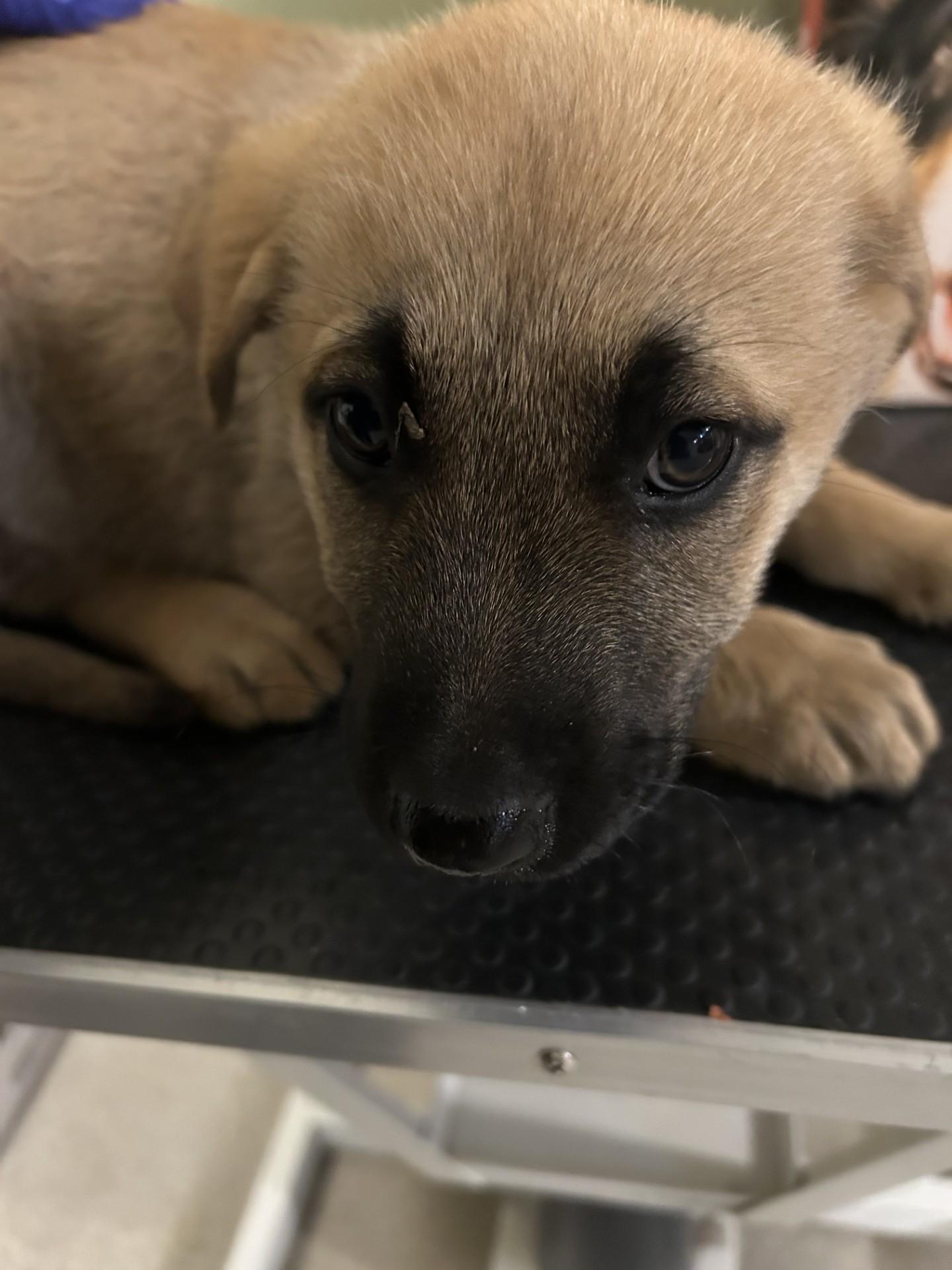 Enlarge Dale, a Adopted mixed breed in Baldwin, MI image 1/1