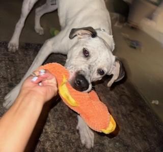 Atlas-Fresno, CA, Adoptable, Puppy Male Dalmatian & Cattle Dog.