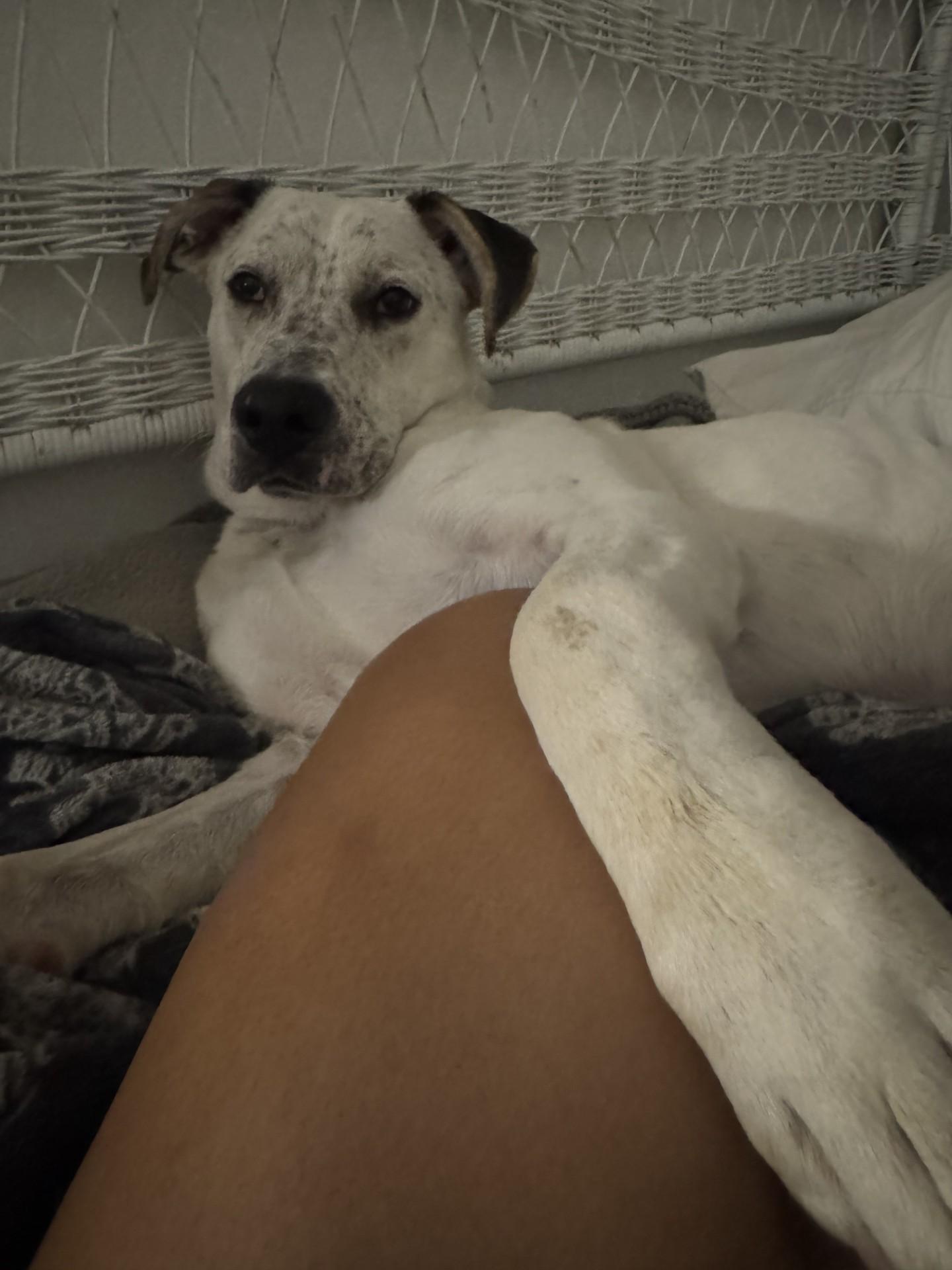 Atlas-Fresno, CA, a Adoptable mixed breed in San Diego, CA image 5/6