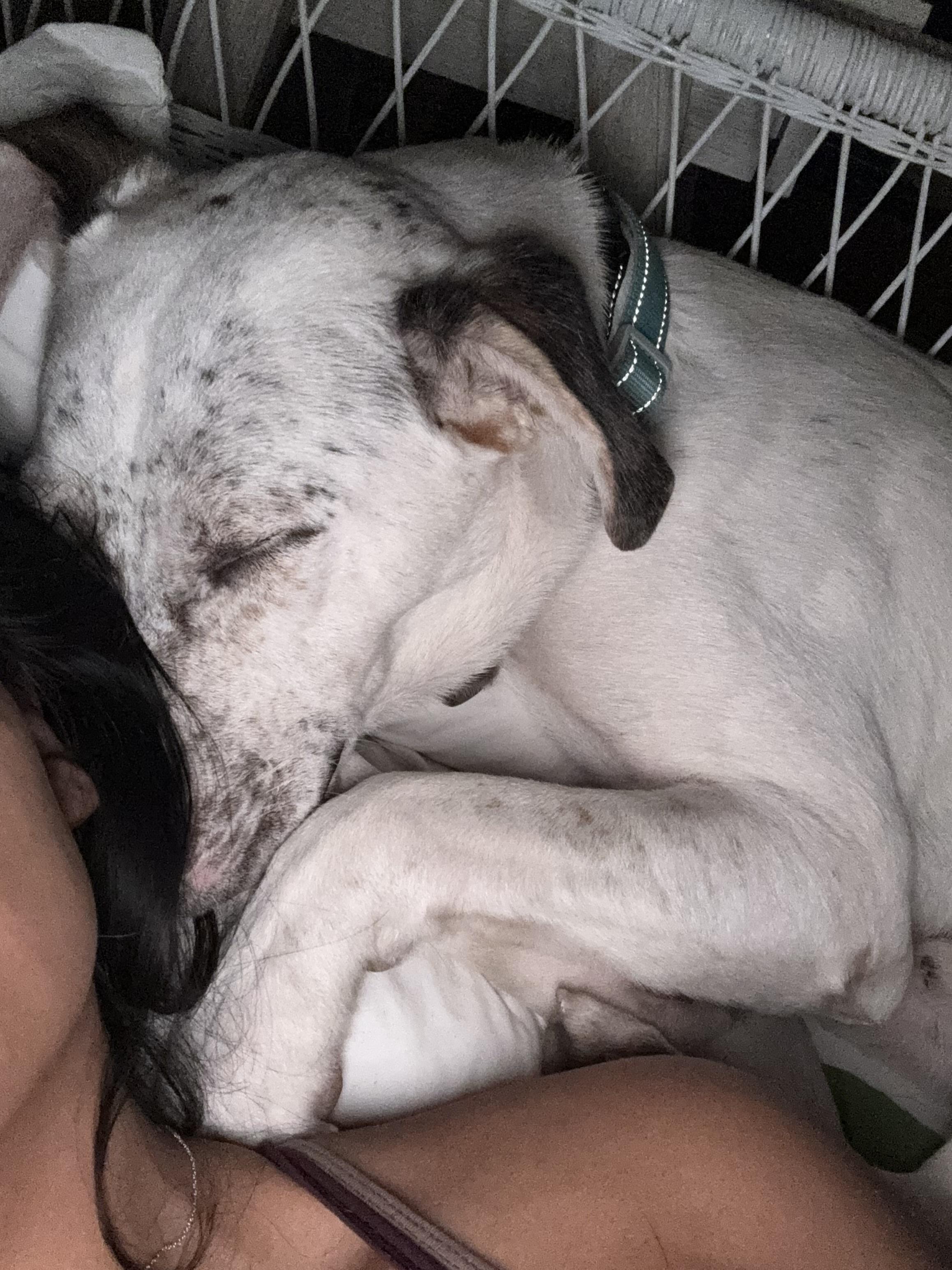 Atlas-Fresno, CA, a Adoptable mixed breed in San Diego, CA image 4/6