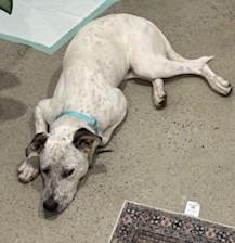 Atlas-Fresno, CA, a Adoptable mixed breed in San Diego, CA image 6/6