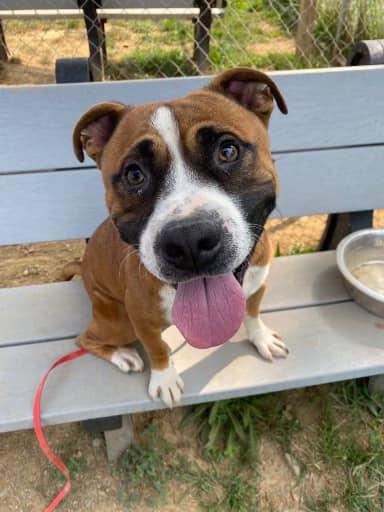 Tank (Hurricane Helene Rescue) — thumbnail 2