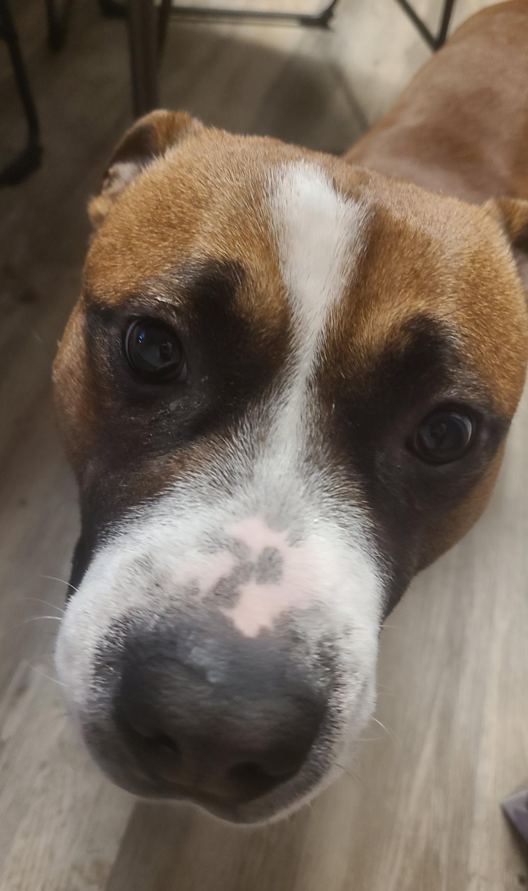 Tank (Hurricane Helene Rescue) — thumbnail 3