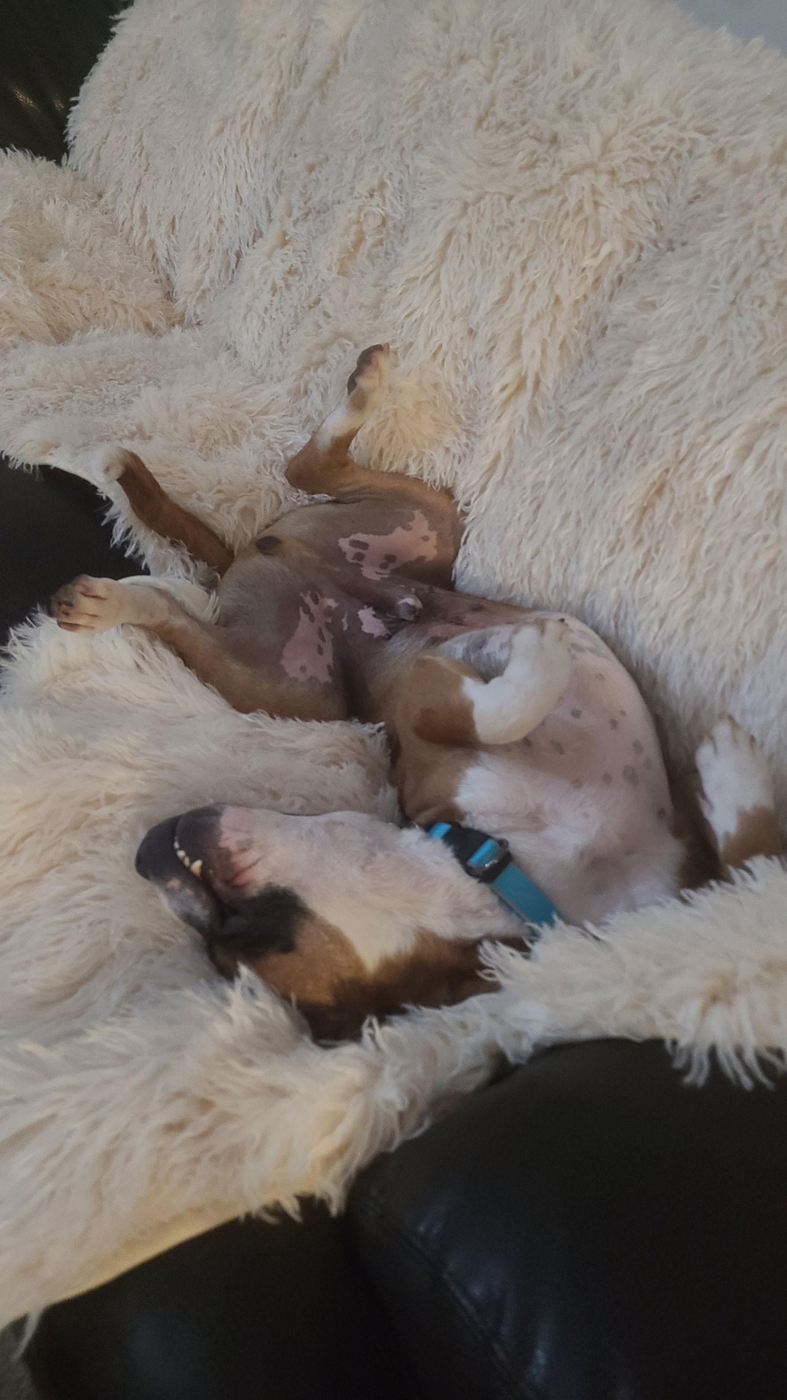 Tank (Hurricane Helene Rescue) — thumbnail 6