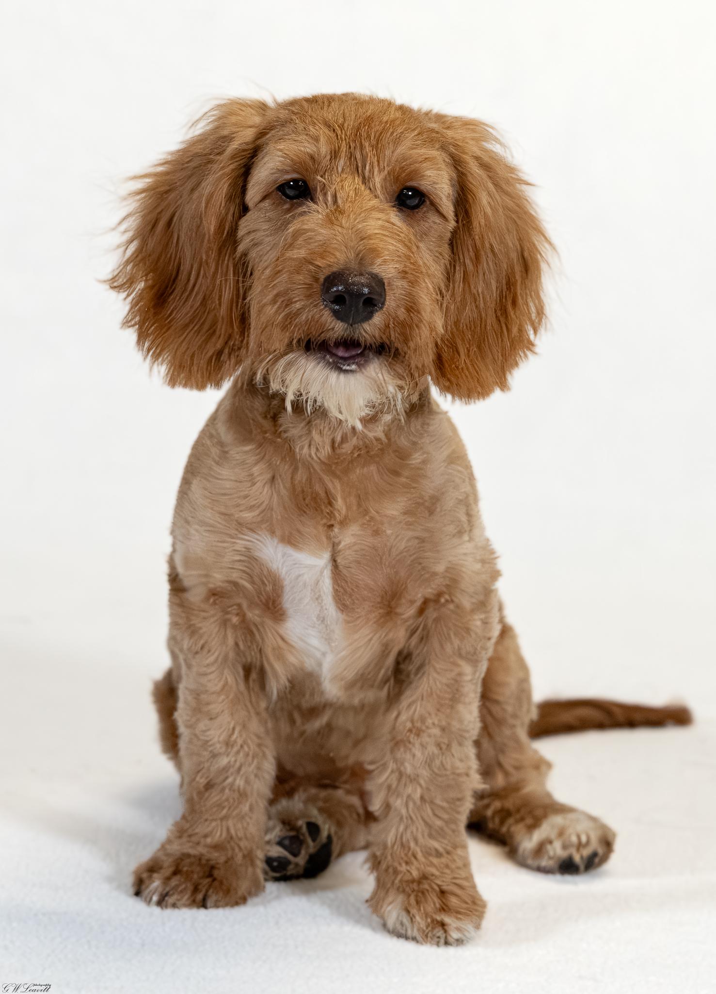 Enlarge Barkley, a Adopted mixed breed in Argyle, NY image 5/5