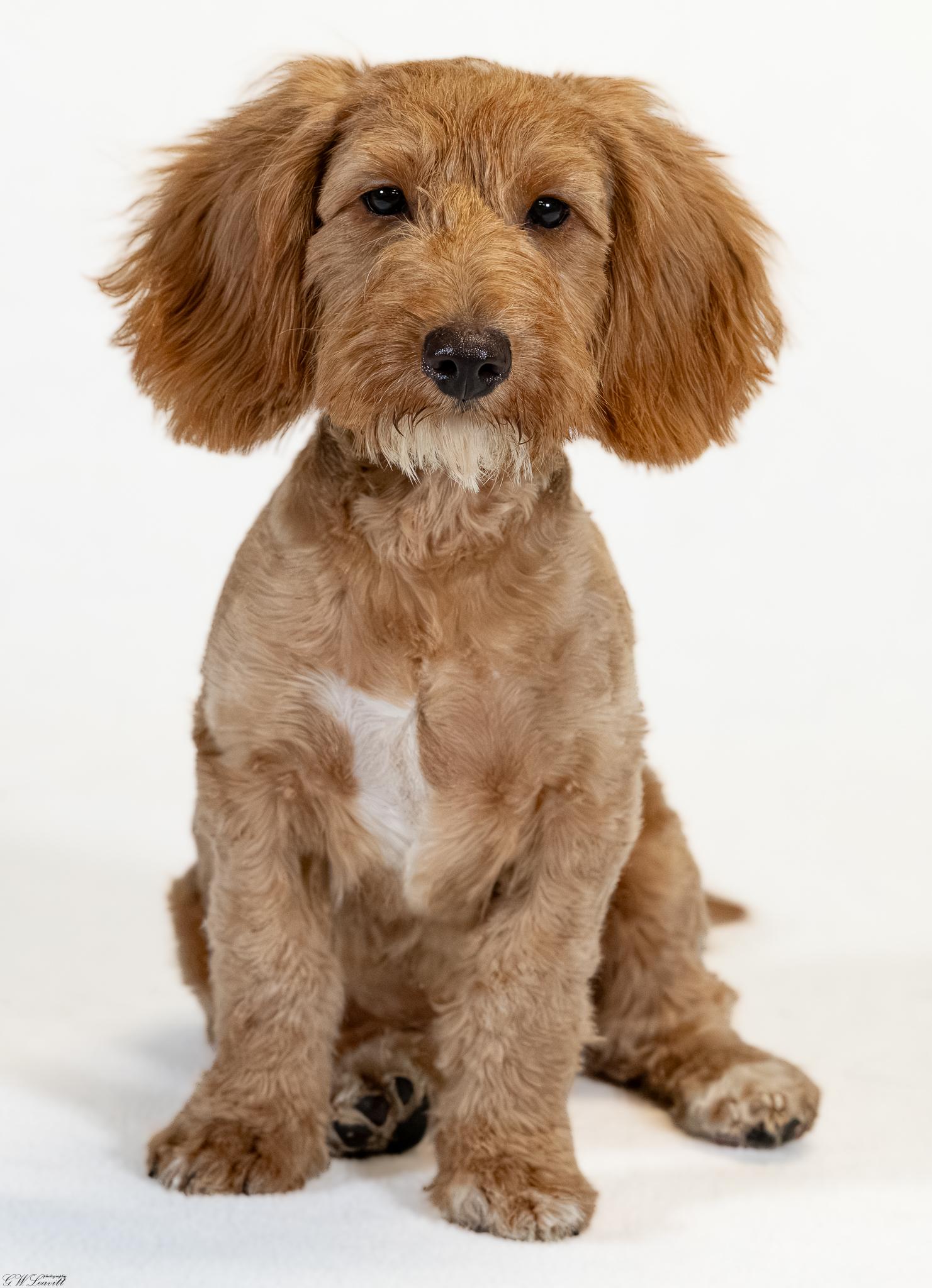 Enlarge Barkley, a Adopted mixed breed in Argyle, NY image 4/5