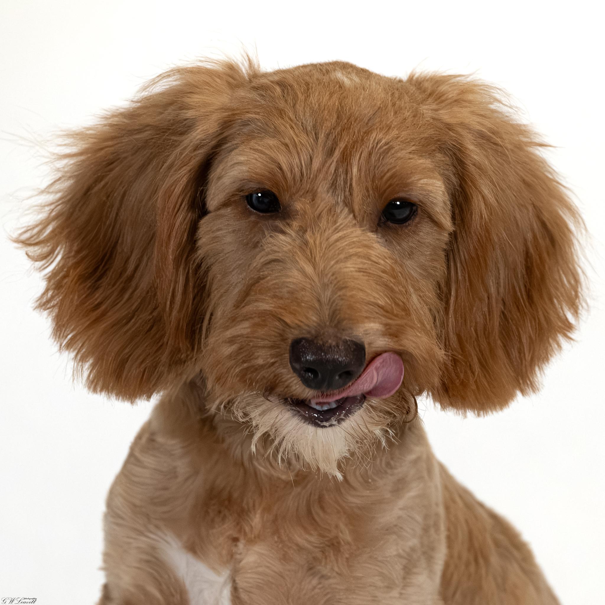 Enlarge Barkley, a Adopted mixed breed in Argyle, NY image 3/5