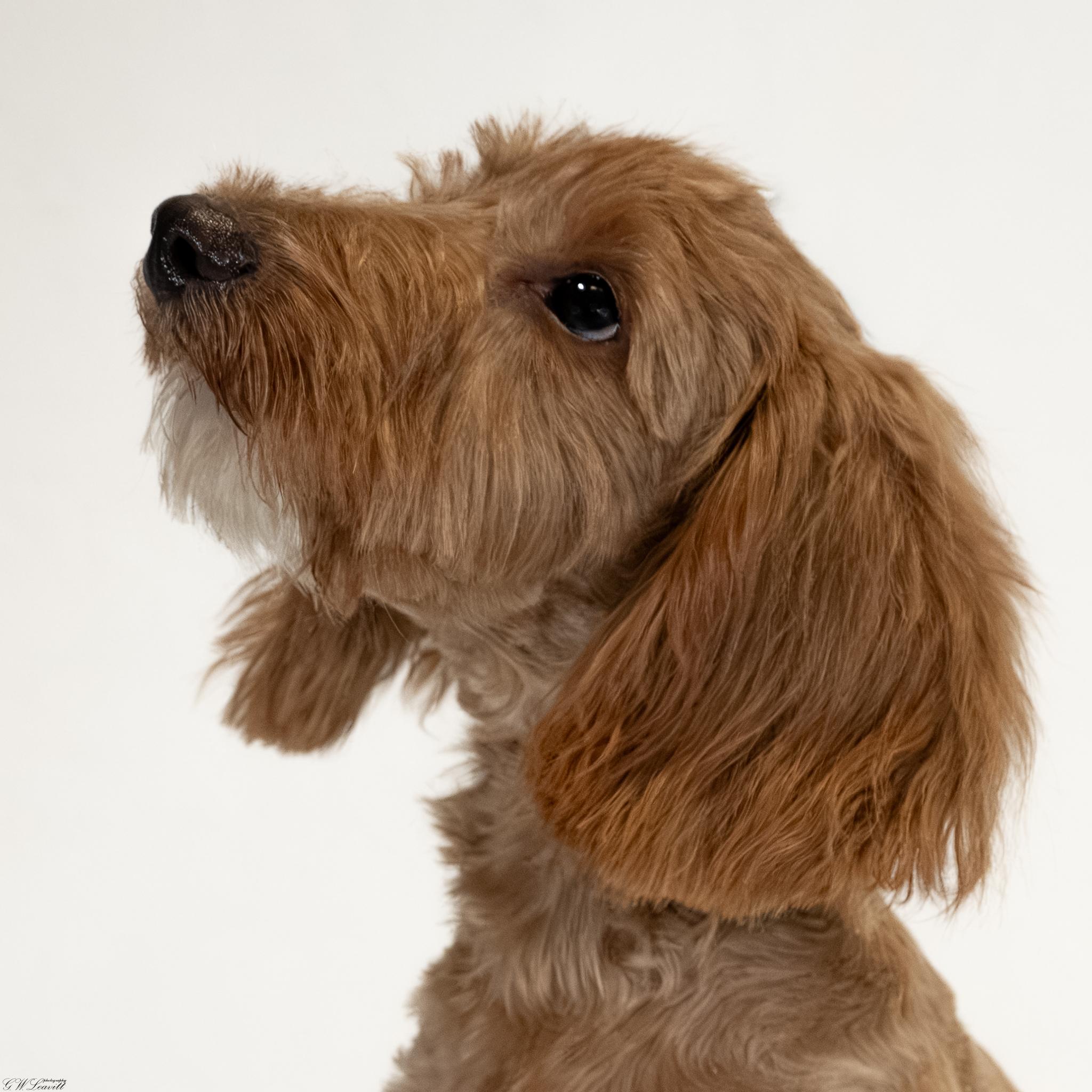 Enlarge Barkley, a Adopted mixed breed in Argyle, NY image 2/5