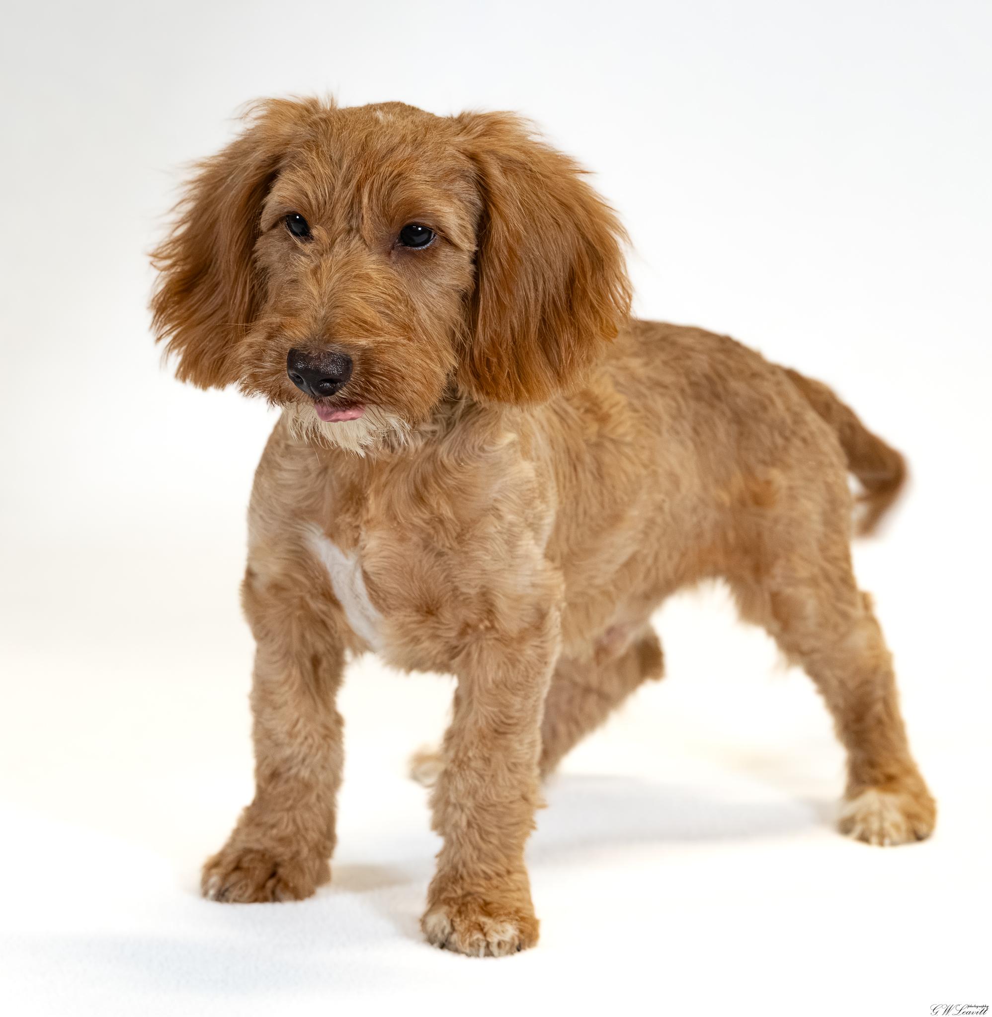 Barkley, Adopted, Puppy Male Poodle & Dachshund.