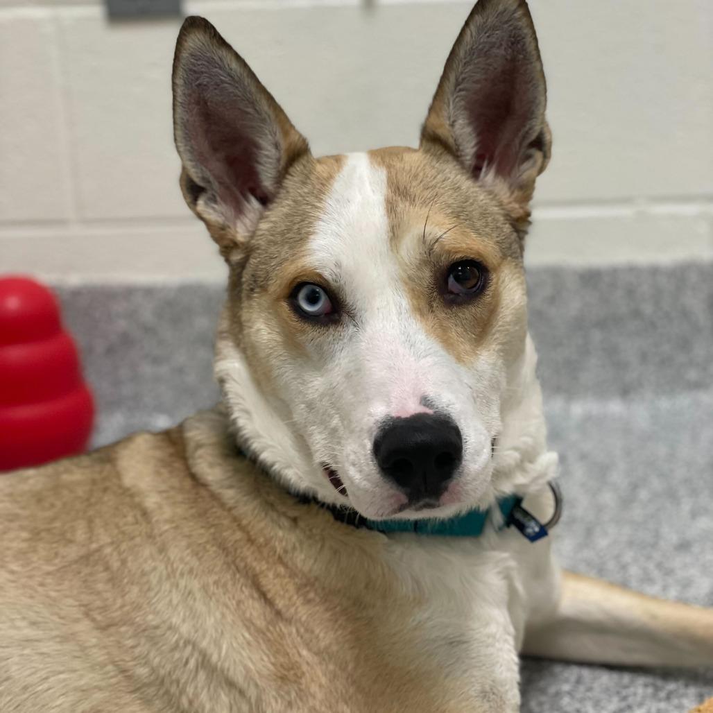 Sarah, Adoptable, Young Female Husky.