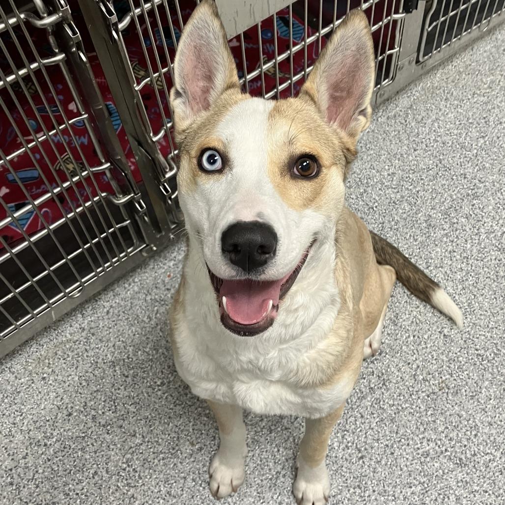 Enlarge Sarah, a Adoptable Husky in Grand Rapids, MI image 3/3