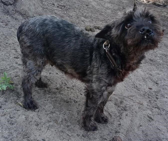 Enlarge Dorothy, a Adopted mixed breed in Ridgeland, SC image 1/3