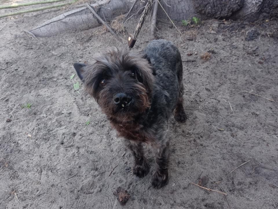 Enlarge Dorothy, a Adopted mixed breed in Ridgeland, SC image 2/3