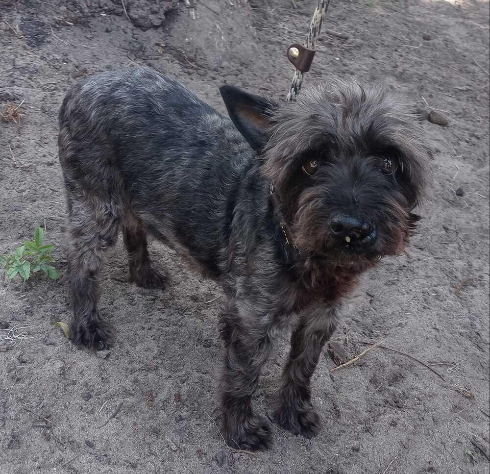 Dorothy, Adopted, Senior Female Scottish Terrier & Cairn Terrier.