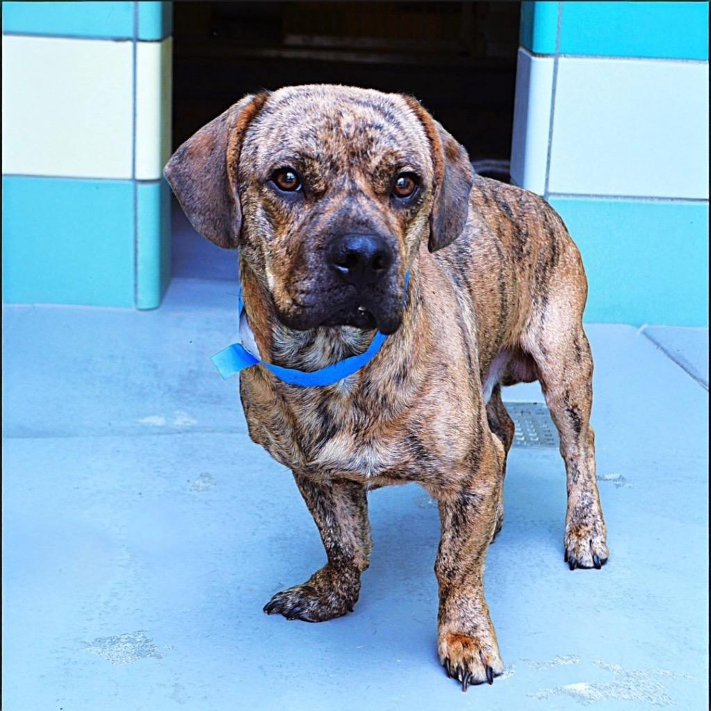Enlarge Walter, a Adoptable mixed breed in Reno, NV image 1/1