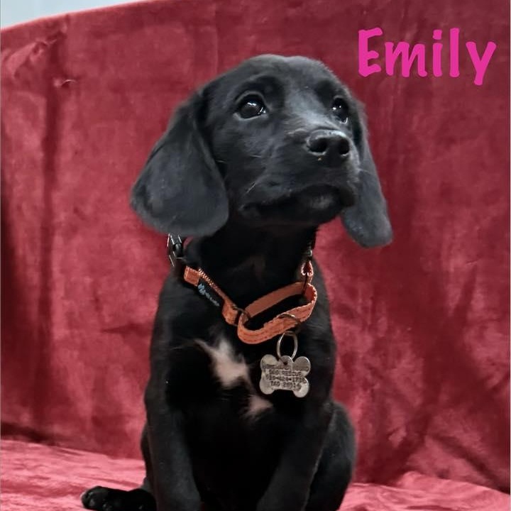 Emily (adoption pending), Adoptable, Puppy Female Labrador Retriever & Beagle.