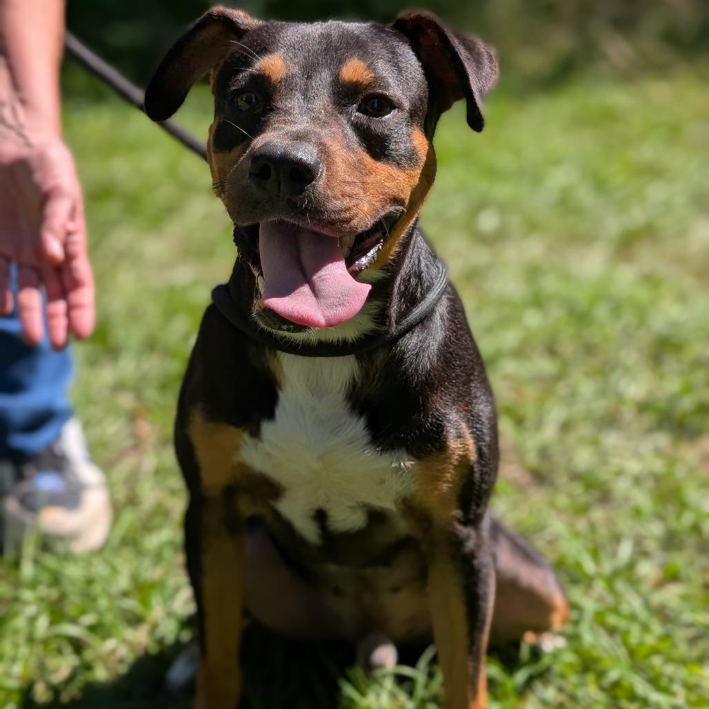 Enlarge Benjamin 28173, a Adoptable Mixed Breed in Middleburg, FL image 1/4
