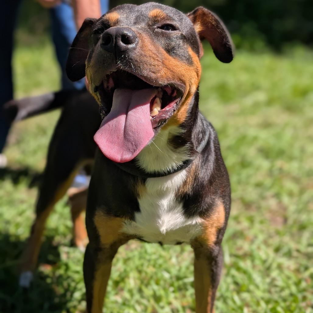 Enlarge Benjamin 28173, a Adoptable Mixed Breed in Middleburg, FL image 2/4