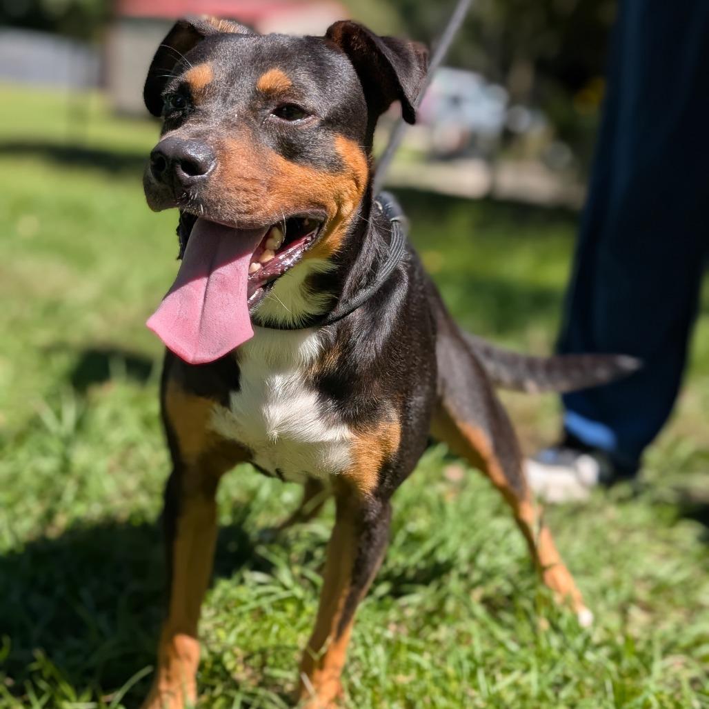 Enlarge Benjamin 28173, a Adoptable Mixed Breed in Middleburg, FL image 4/4