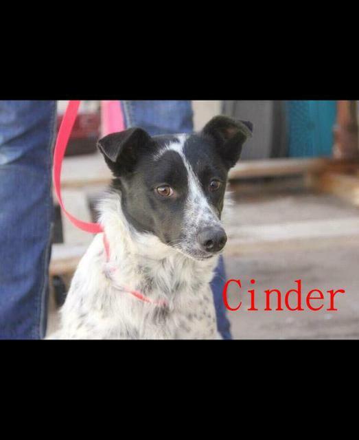 Enlarge Cinder, a Adopted Cattle Dog in Johnston, IA image 1/1
