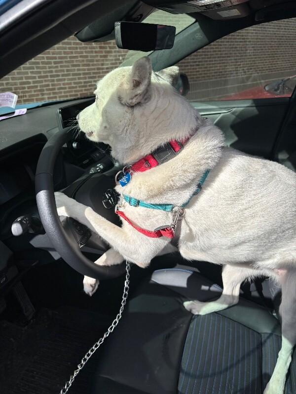 Enlarge Buttercup, a Adoptable mixed breed in Fort Collins, CO image 1/6
