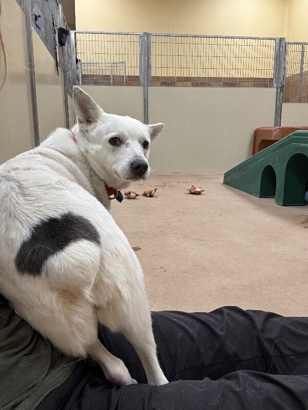 Enlarge Buttercup, a Adoptable mixed breed in Fort Collins, CO image 2/6